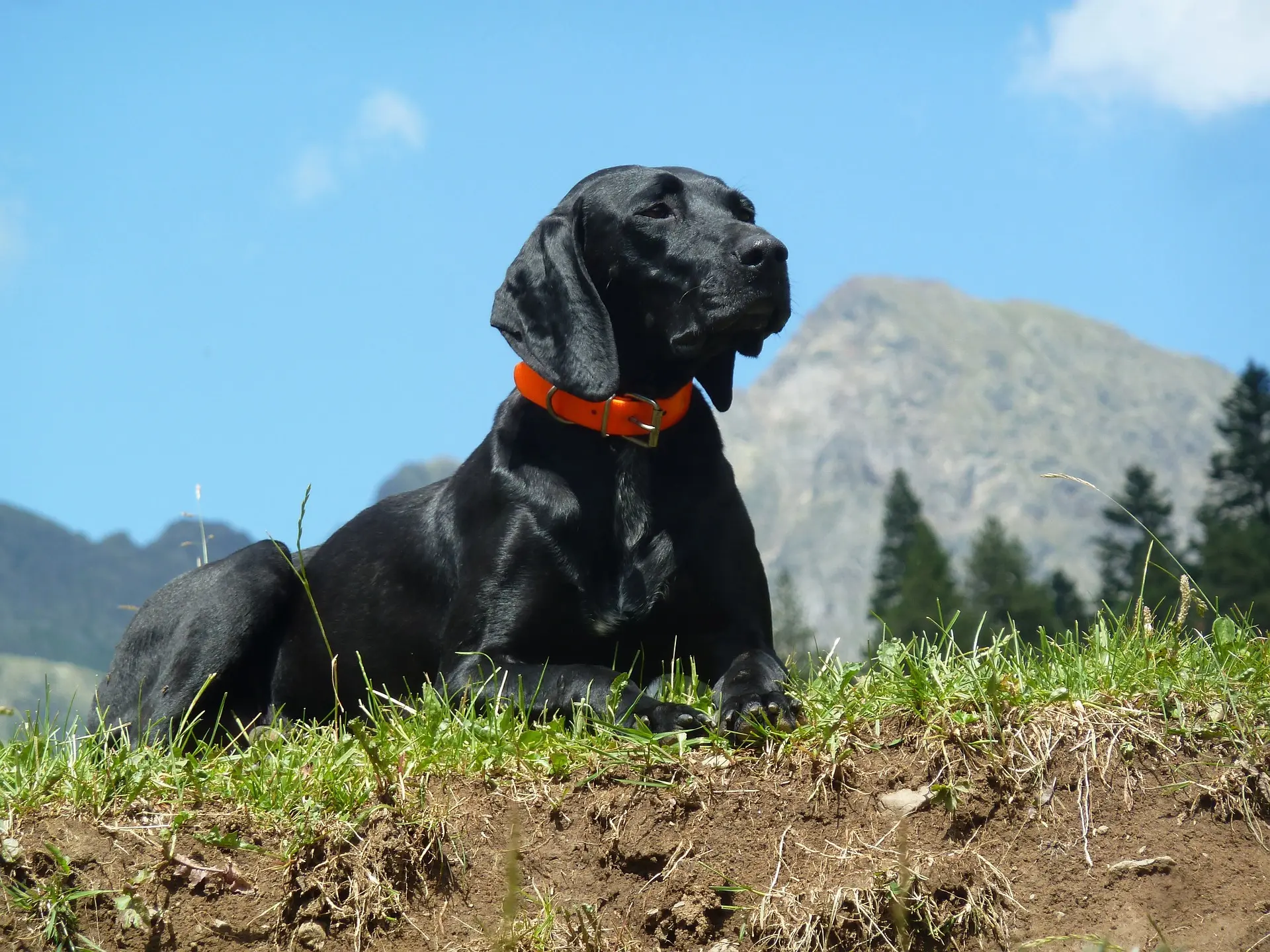 ¿Por qué los perros se lamen el collar?